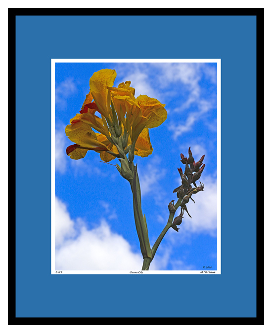 Canna Lily