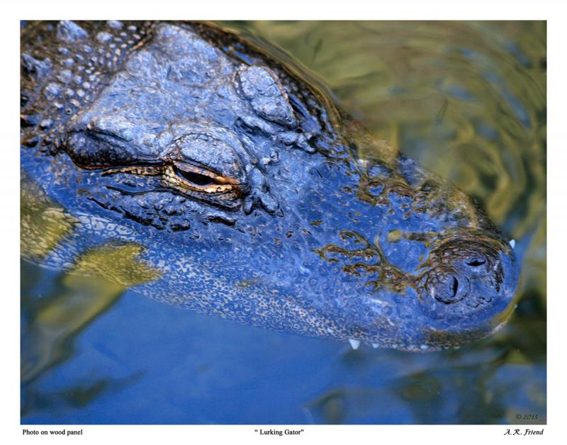 Aligator in Water (photo mounted on woodblock)