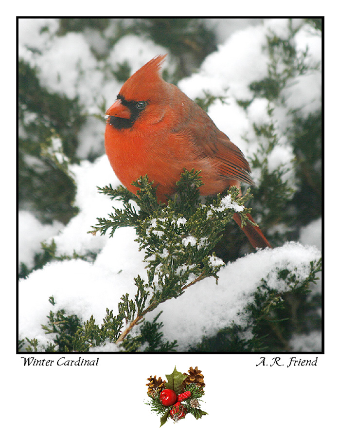 Winter Cardinal Note Card