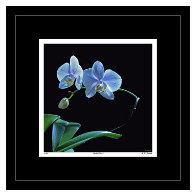 Orchid No. 2