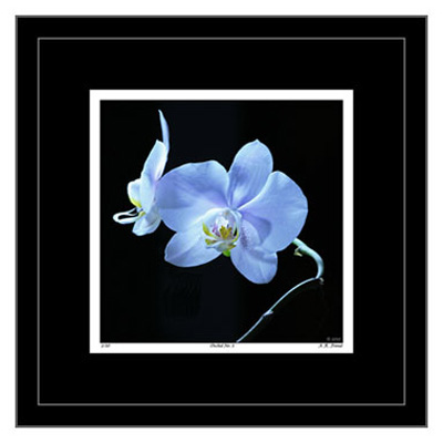Orchid No. 3