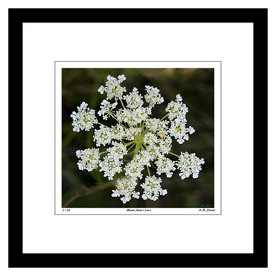 Queen Anne's Lace