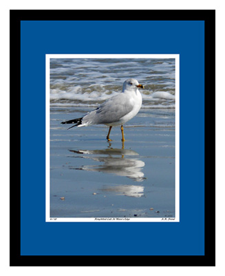 Ring-billed Gull At Water's Edge