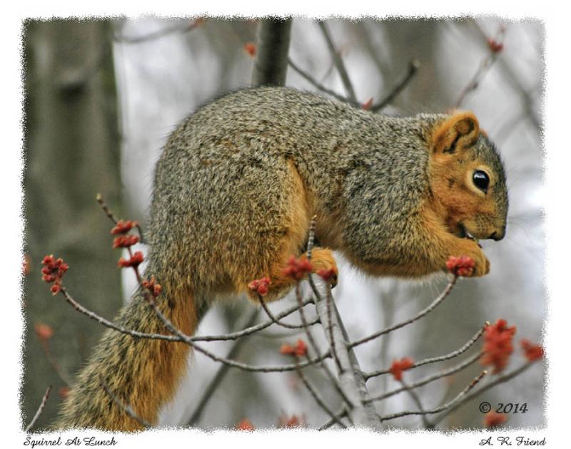 Squirrel At Lunch