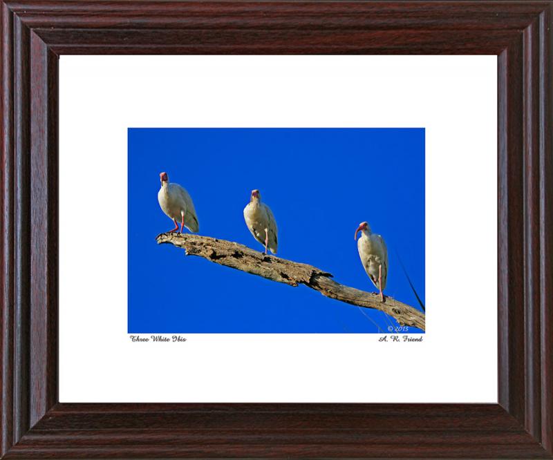 Small Three White Ibis