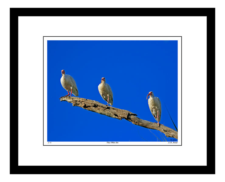 Three White Ibis