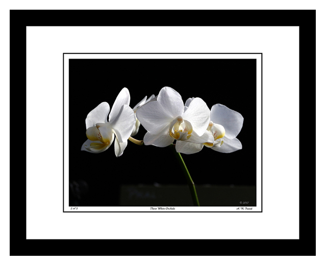 Three White Orchids