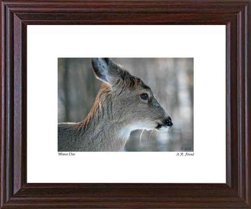 Winter Doe (budget frame)