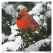 Winter Cardinal