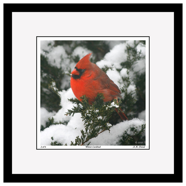 Winter Cardinal