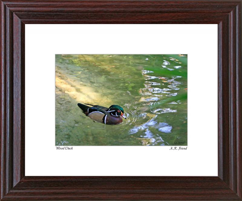 Wood Duck (framed)