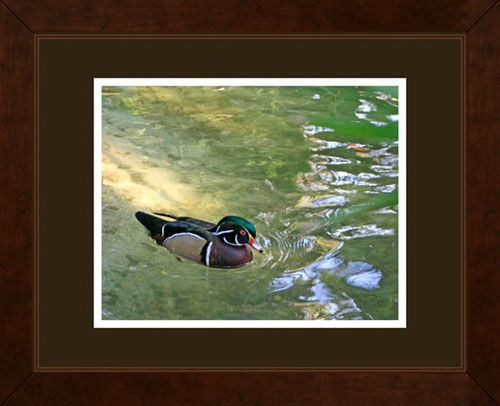 Wood Duck